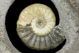 Ammonite (Asteroceras) Fossil - Glows When Backlit! #171258-4